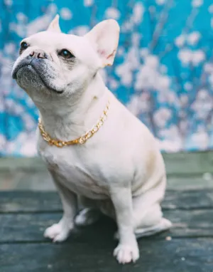 Dog Collar The Pony