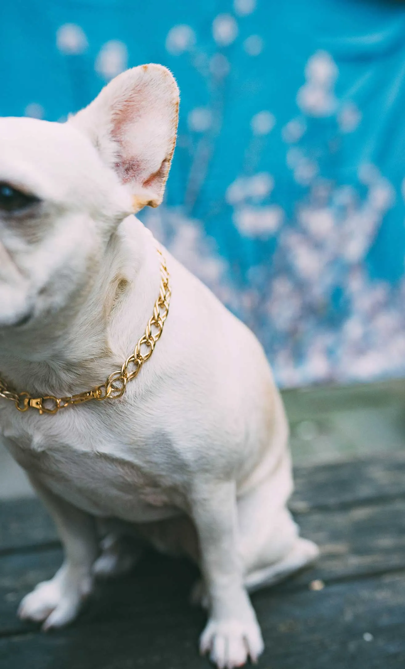 Dog Collar The Pony