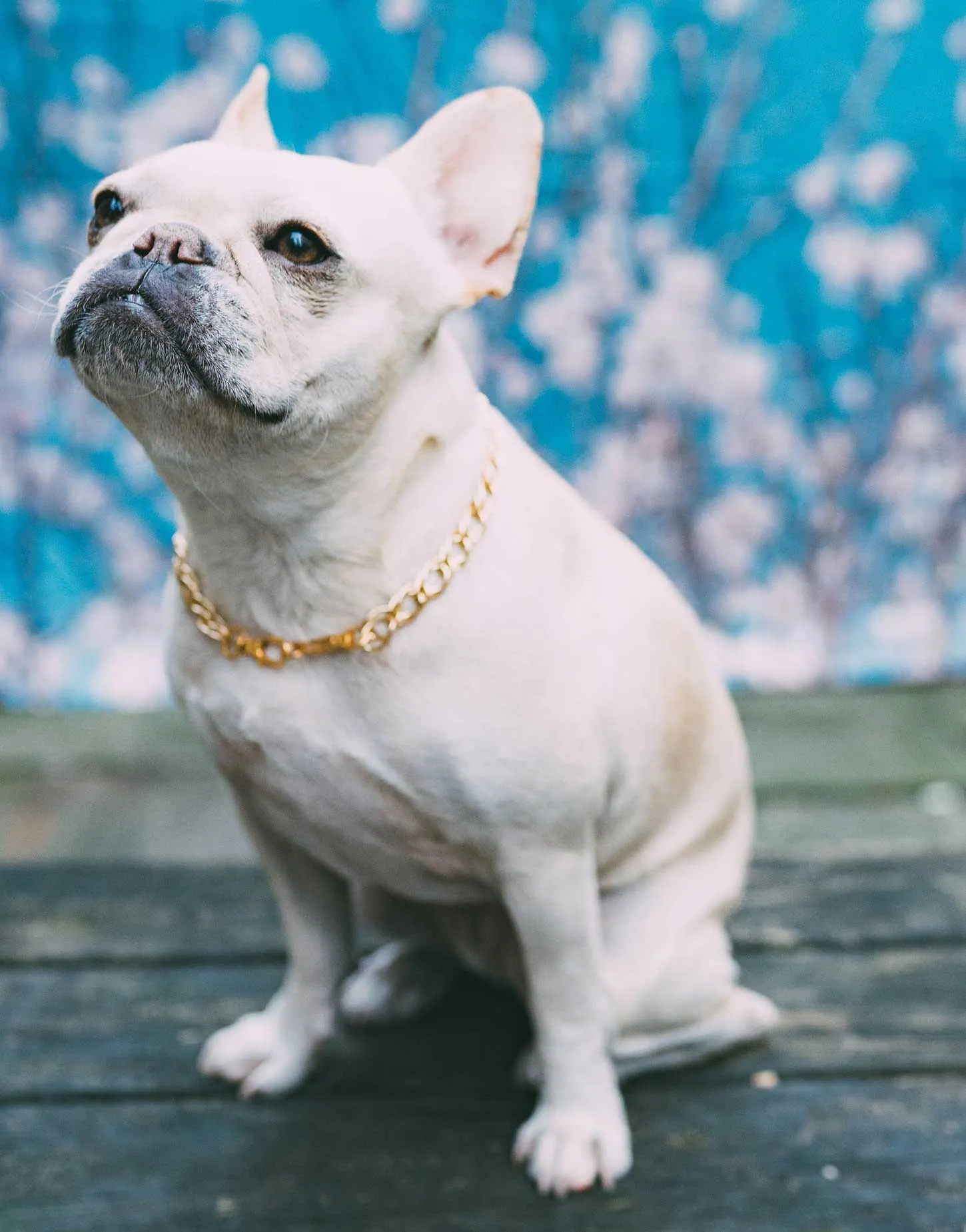 Dog Collar The Pony